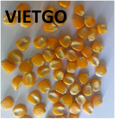 NGÔ VÀNG VIETGO